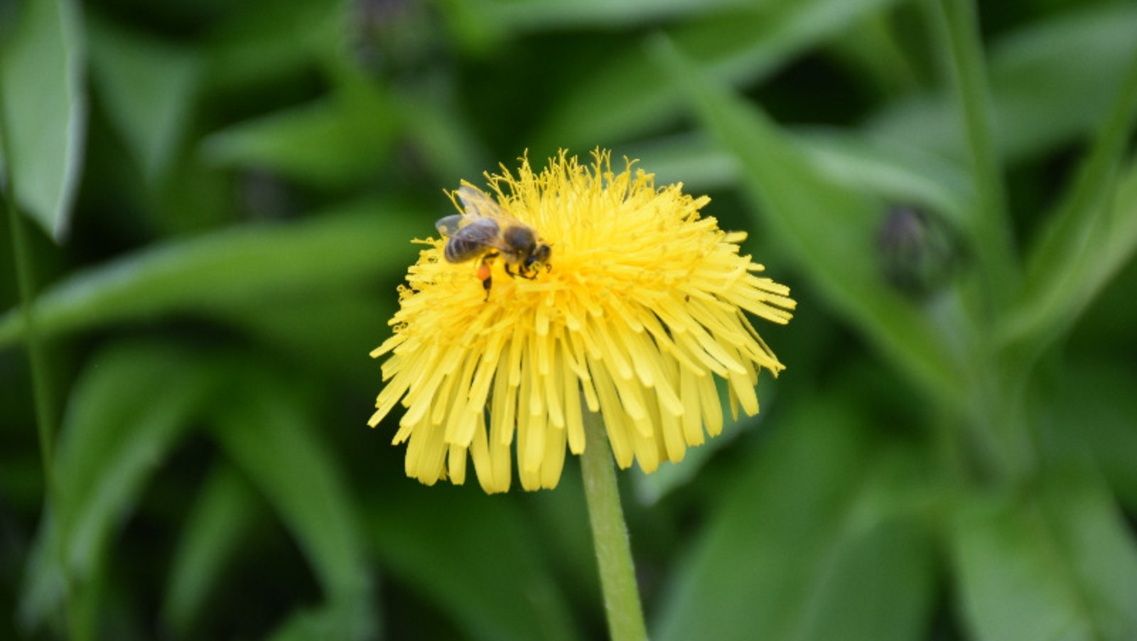 Елены Колоколовой.