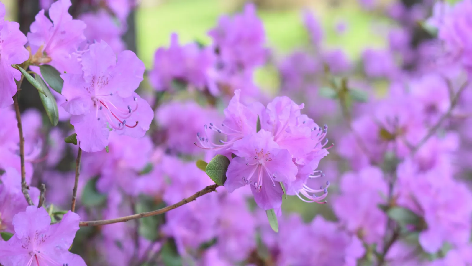 Елены Колоколовой.