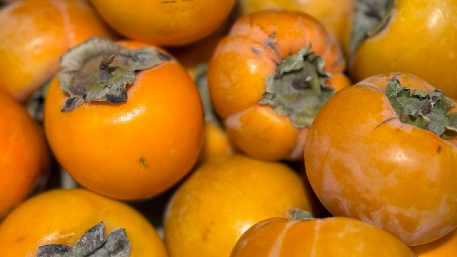 Елены Колоколовой.