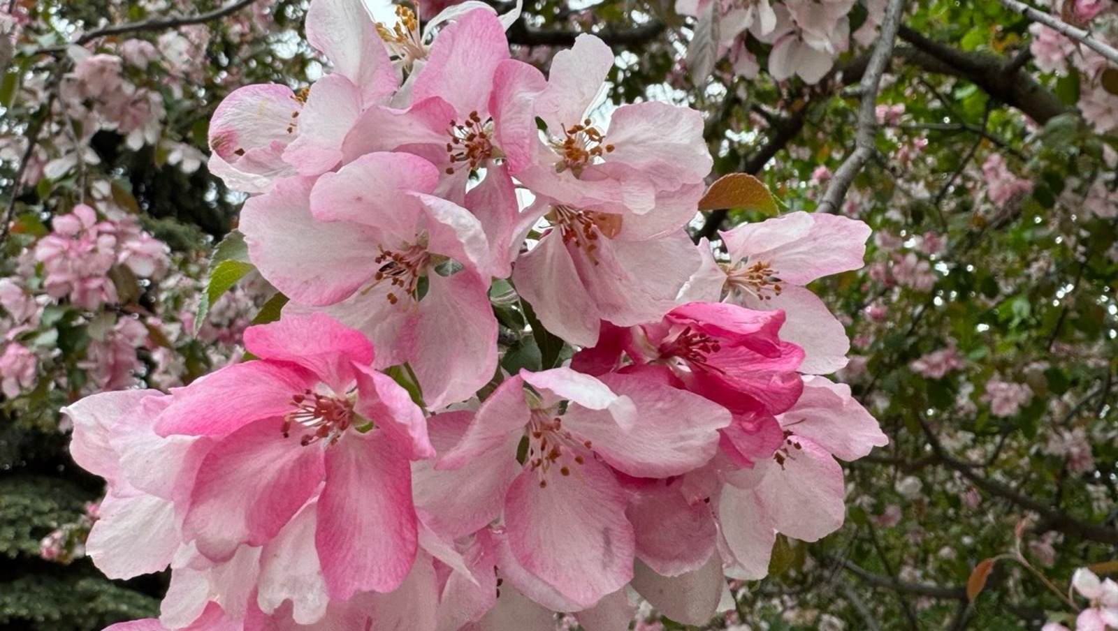 Елены Колоколовой.