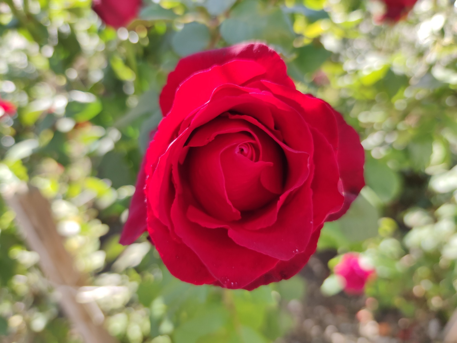 Дарьи Святохиной.