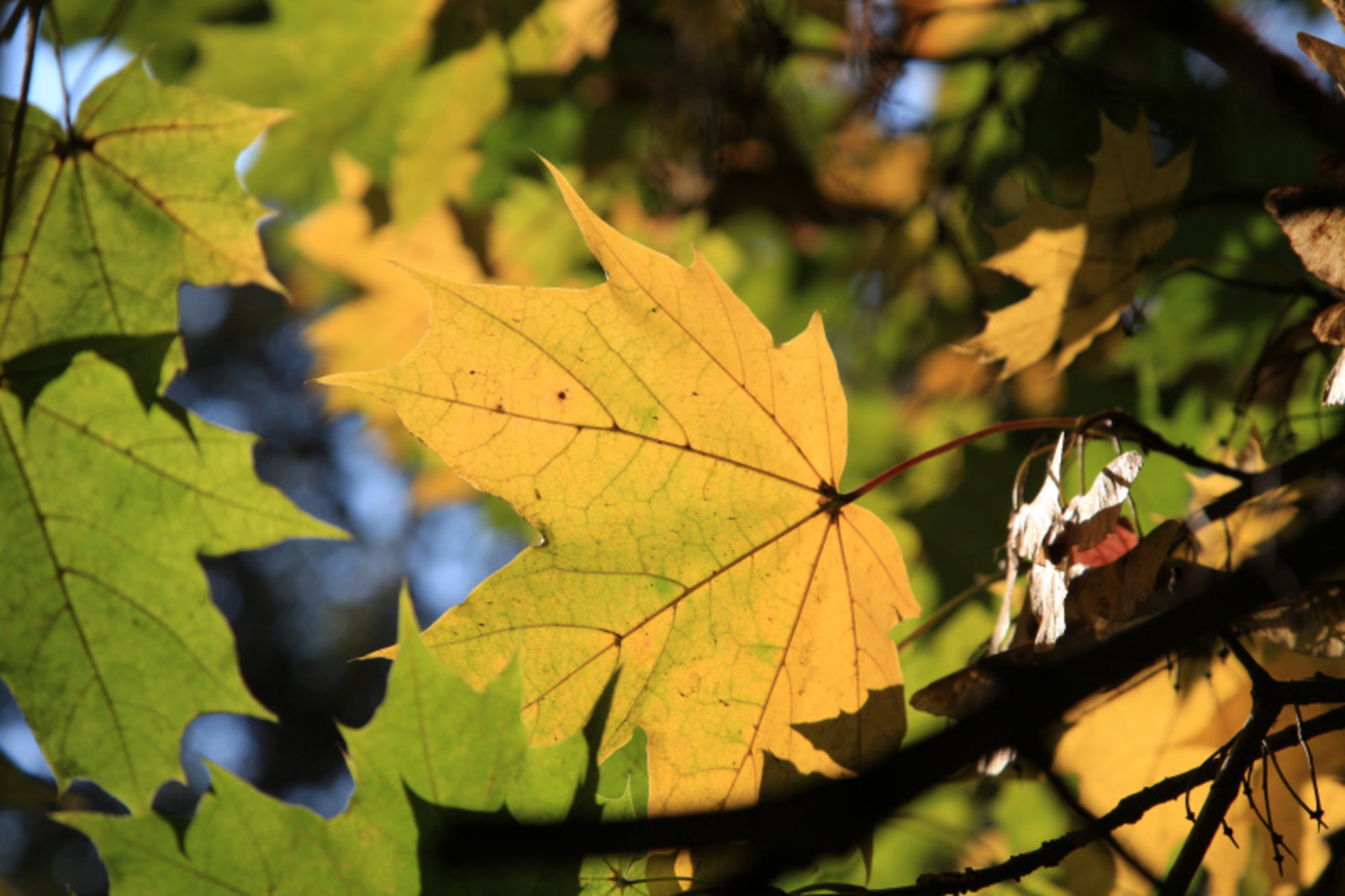 Фото Олега Яровикова.
