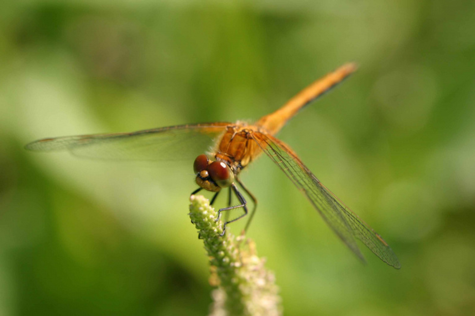 Фото Васили Саитовой.