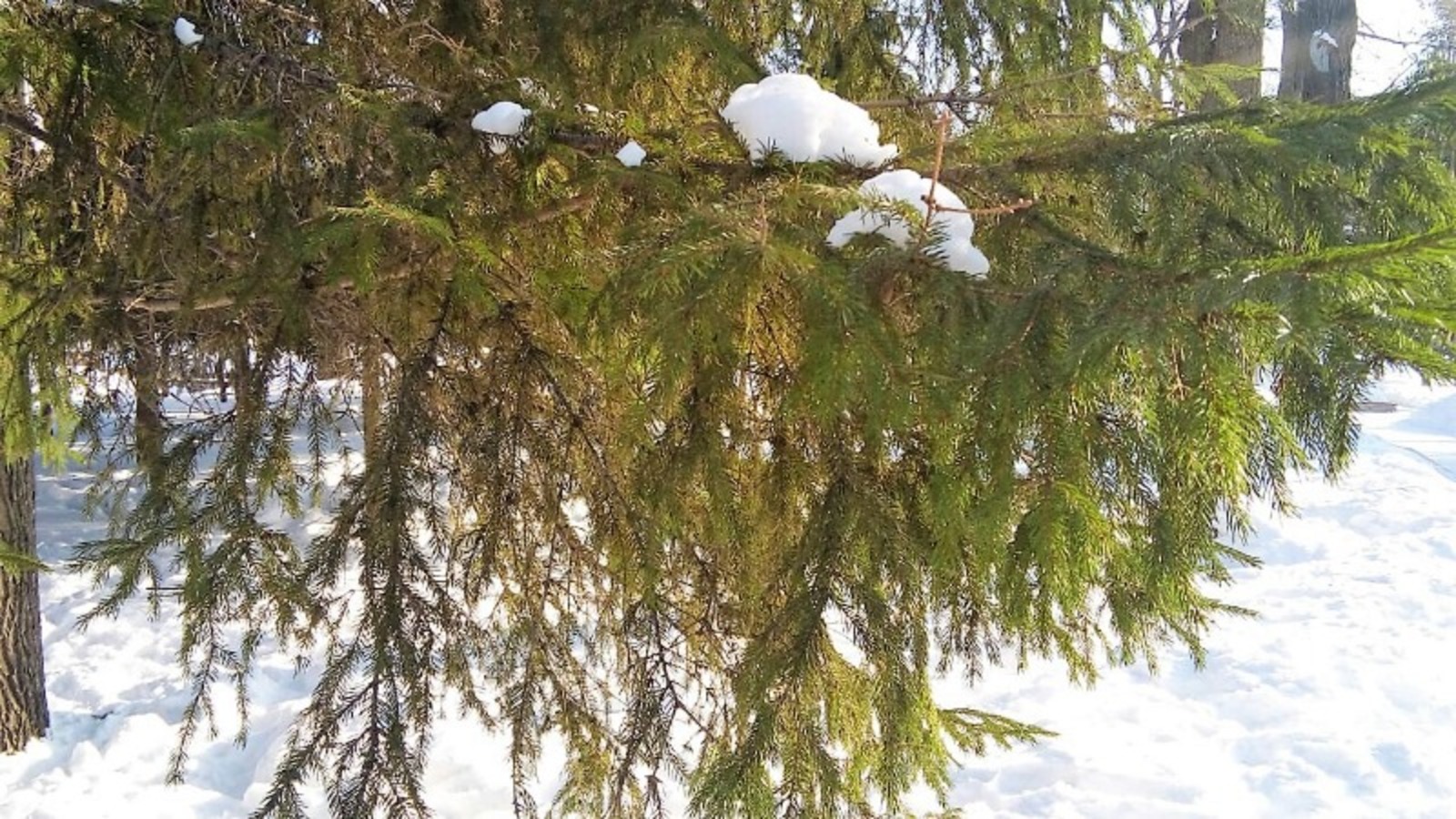 Евгении Сюткиной.