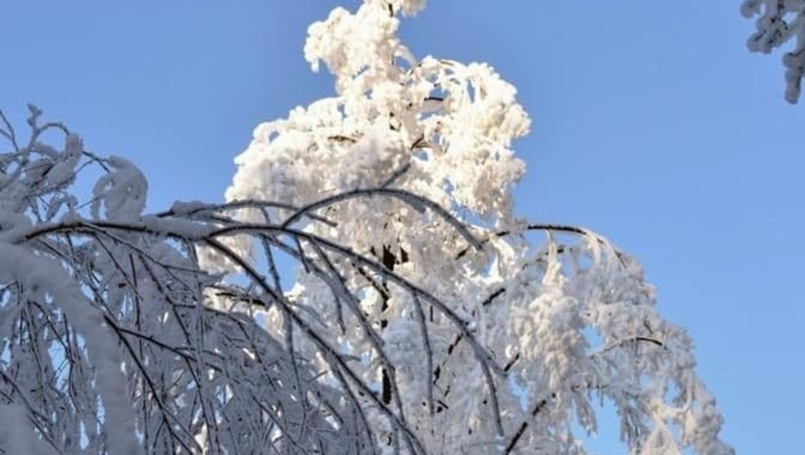 Елены Колоколовой.