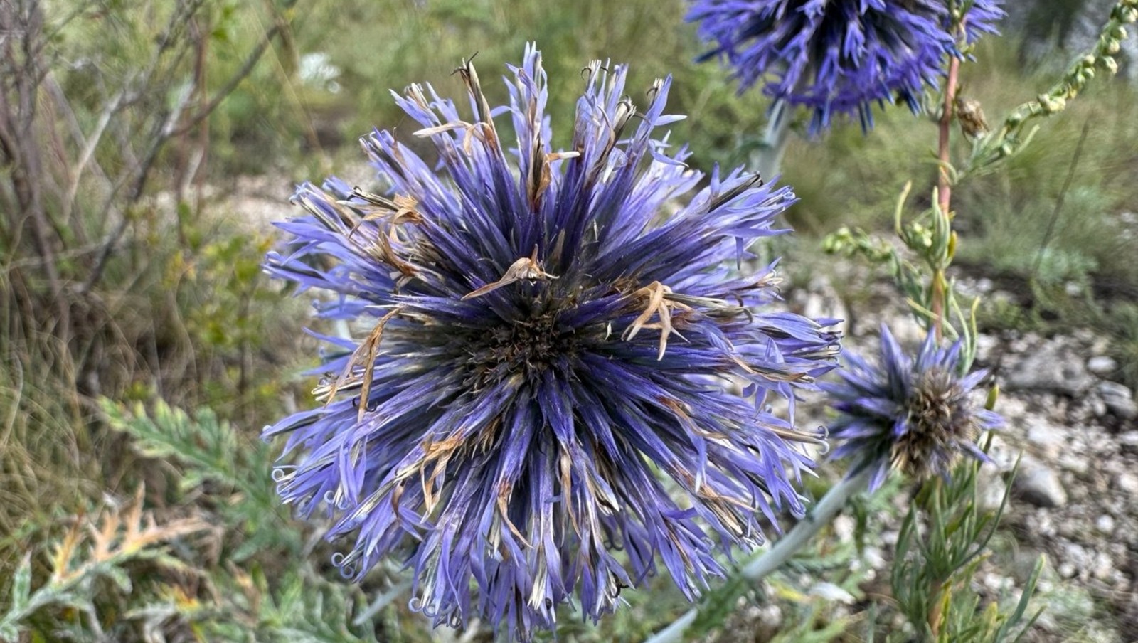 Елены Колоколовой.