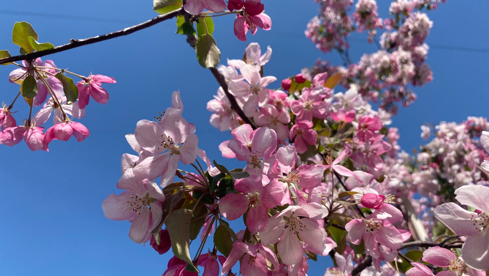 Елены Колоколовой.  «Общественная электронная газета».