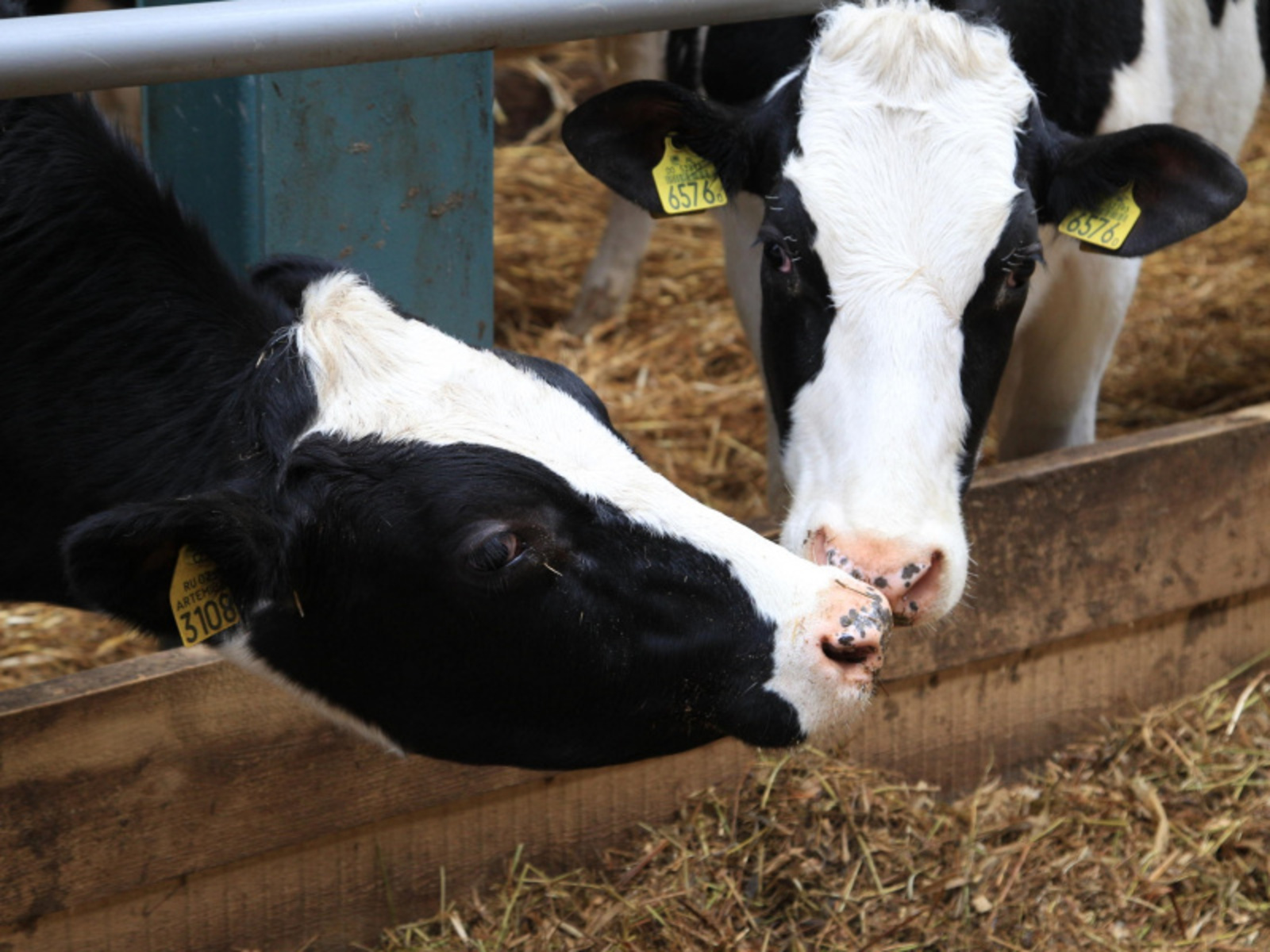 Фото Олега Яровикова.