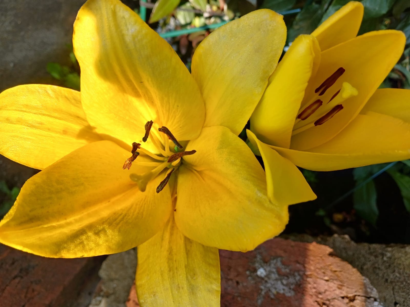 Васили Саитовой.