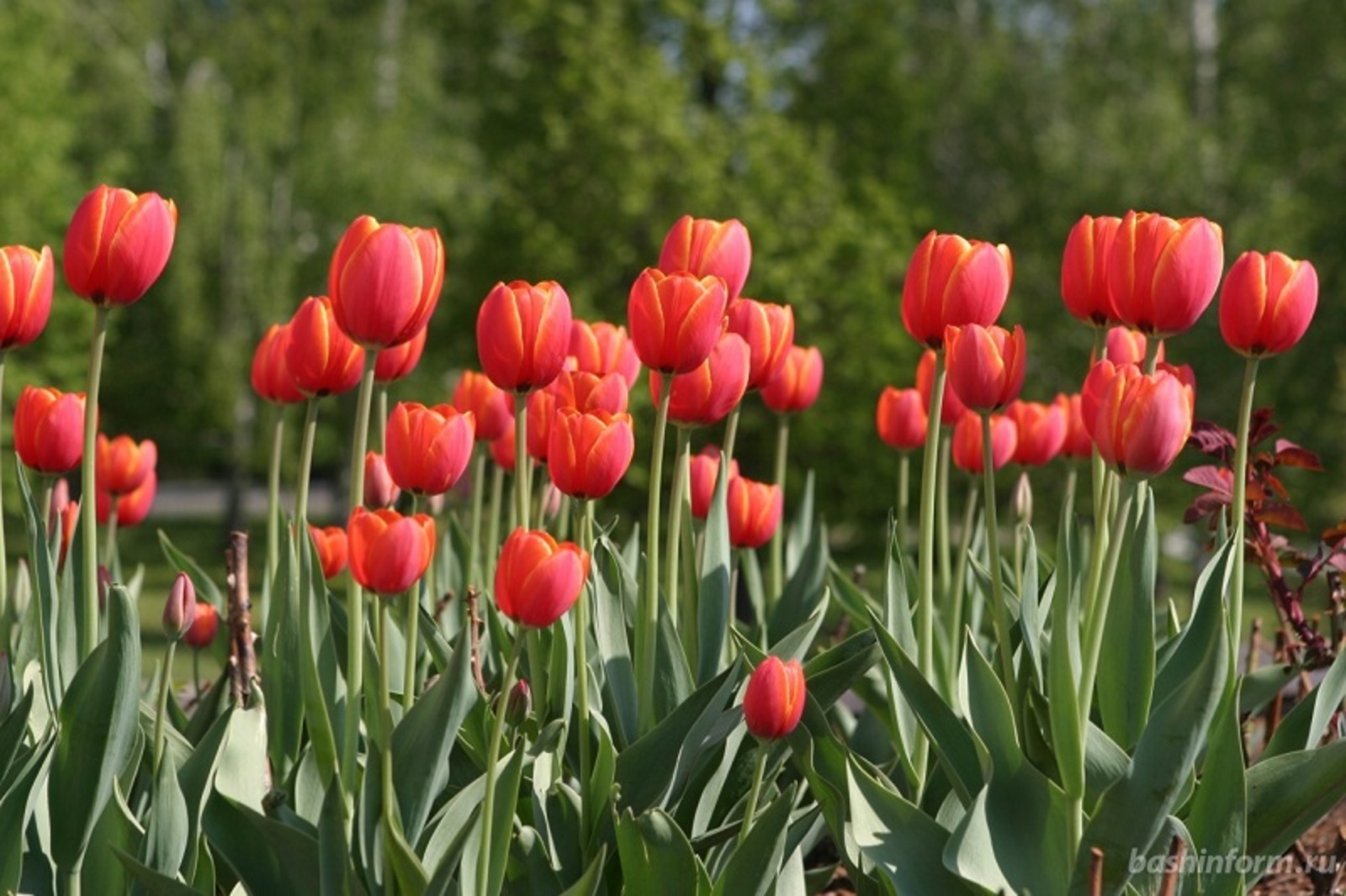 Фото Олега Яровикова.