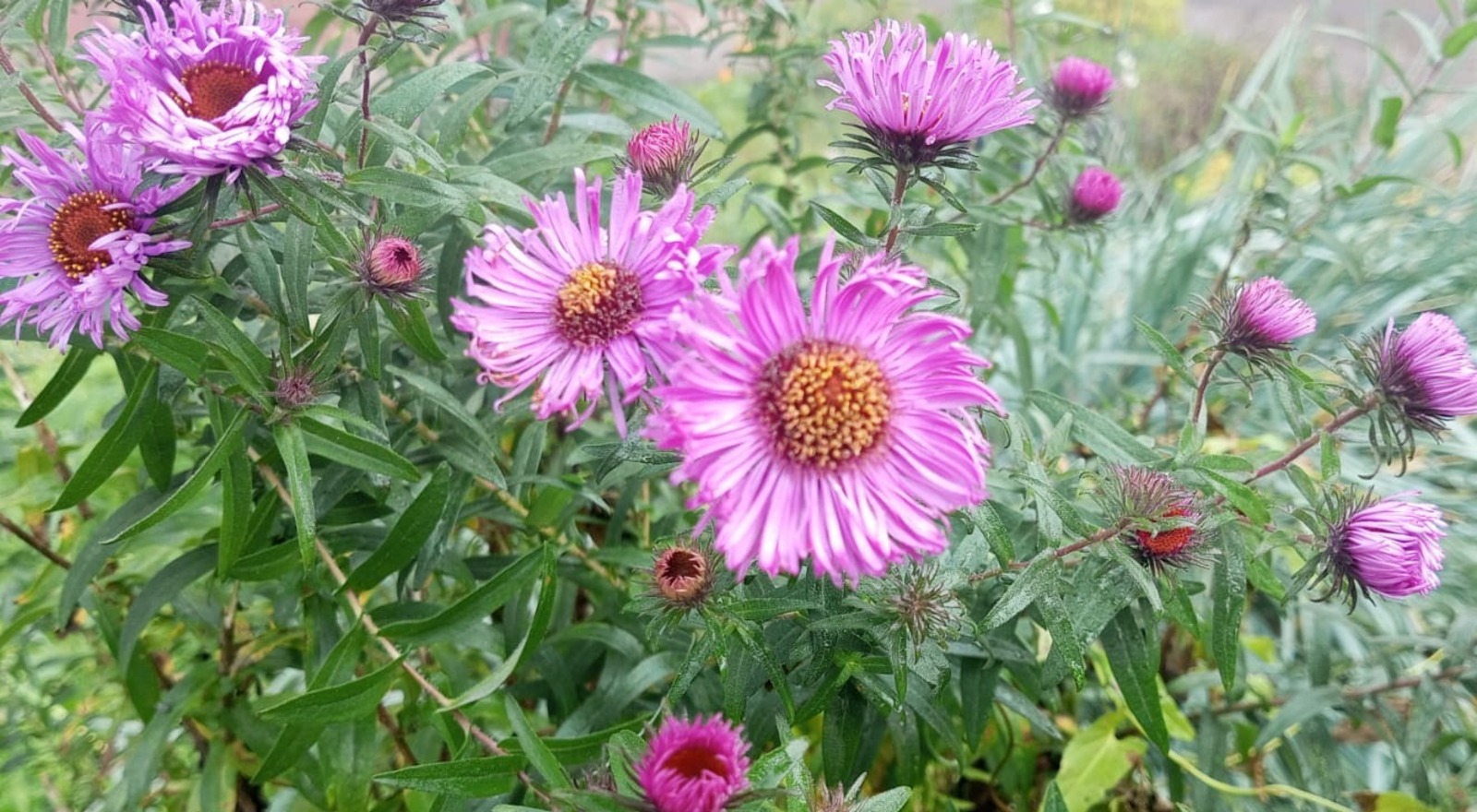 Евгении Сюткиной. "Общественная электронная газета".