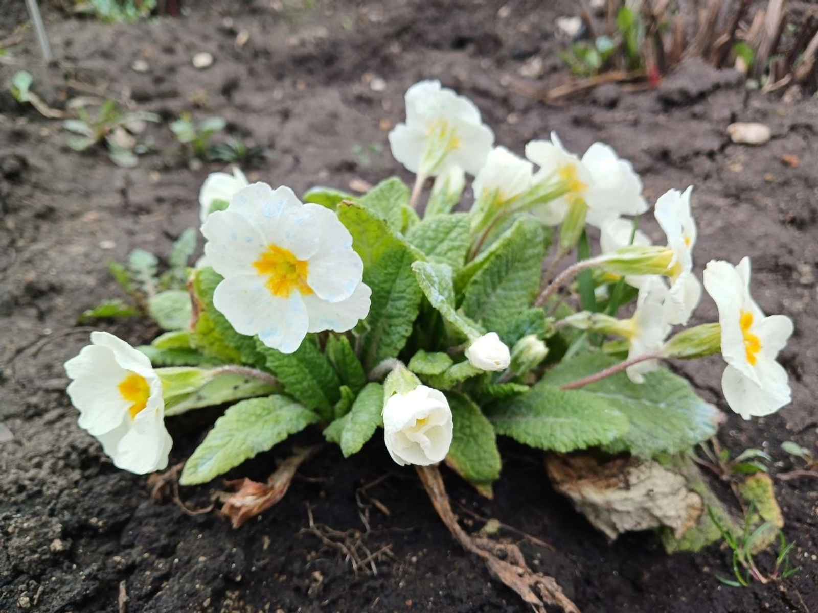 Васили Саитовой. «Общественная электронная газета».