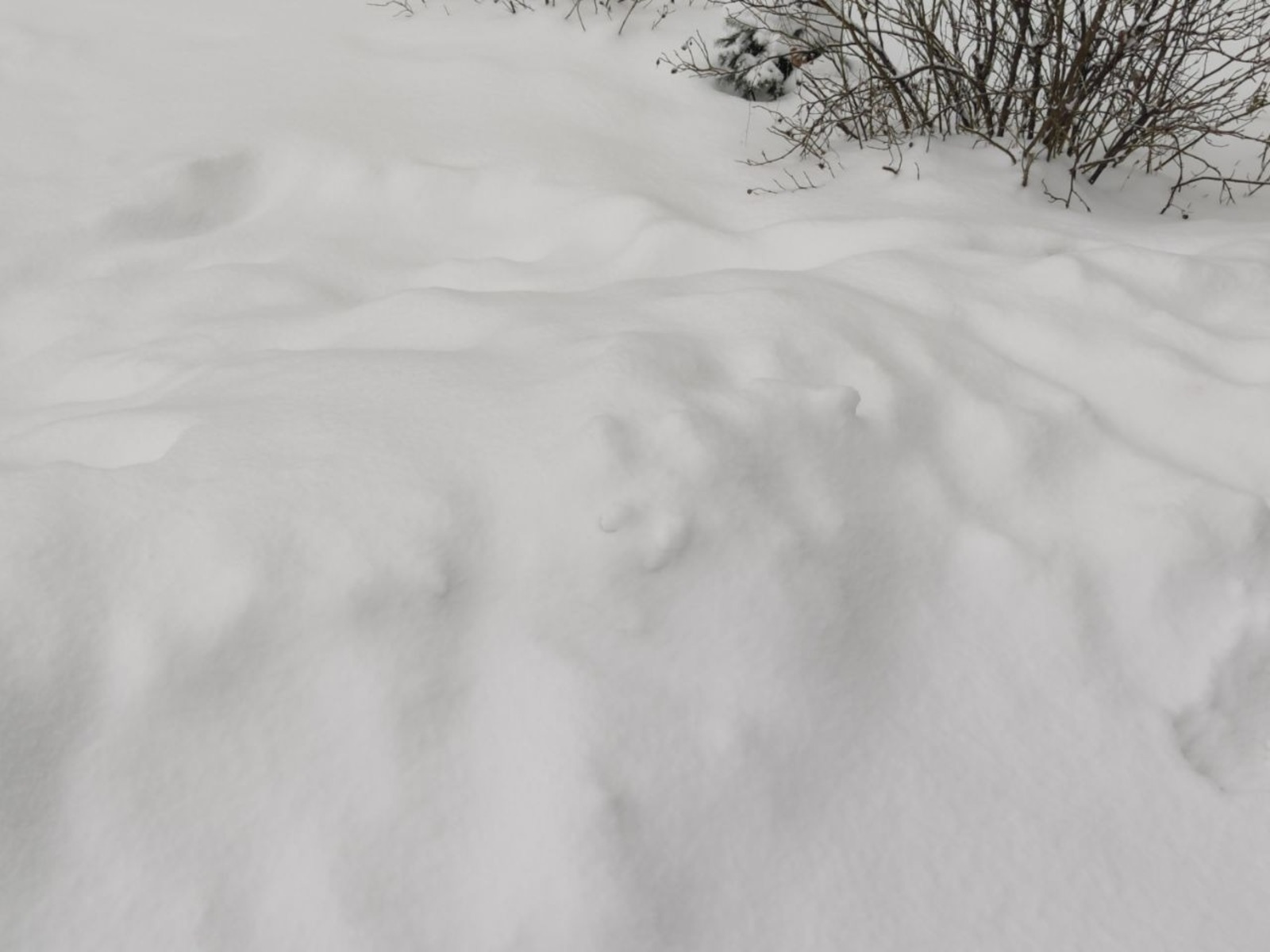 Дарьи Святохиной. «Общественная электронная газета».