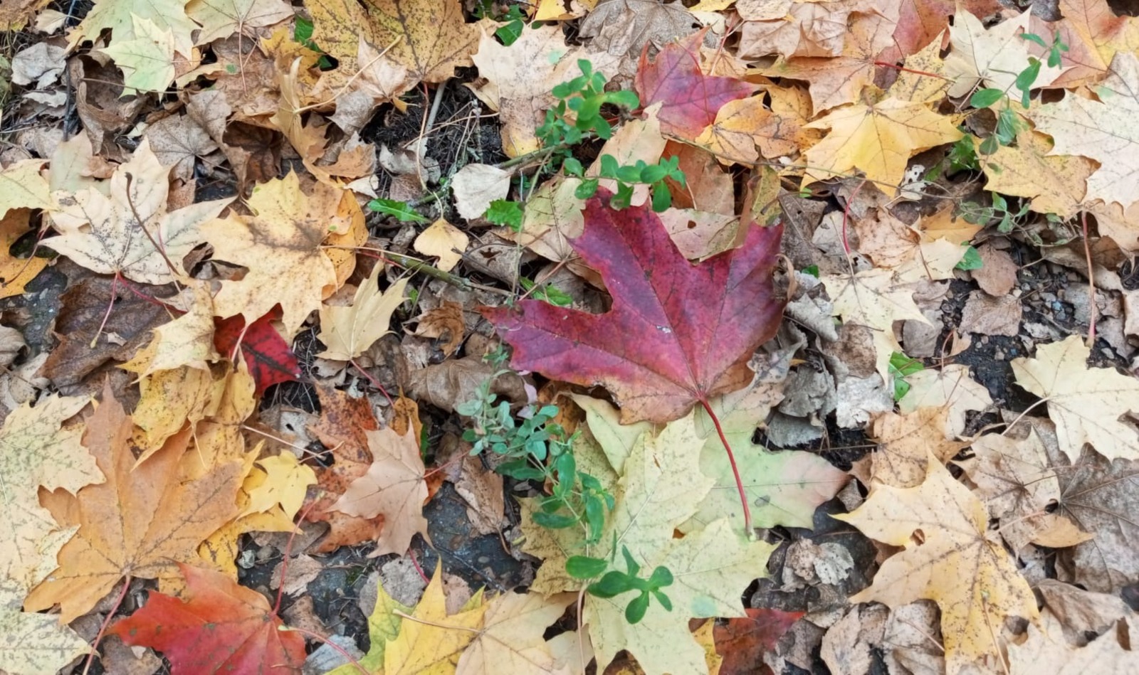 Евгении Сюткиной.