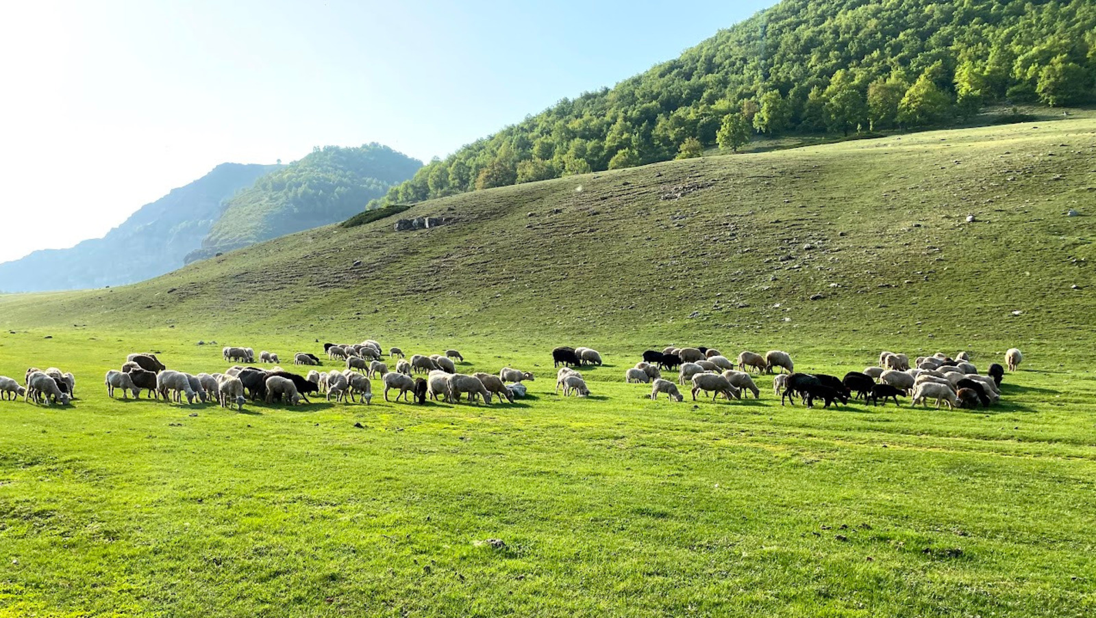 Елены Колоколовой.