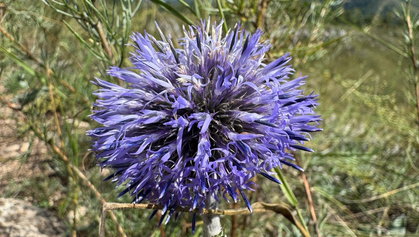 Елены Колоколовой.