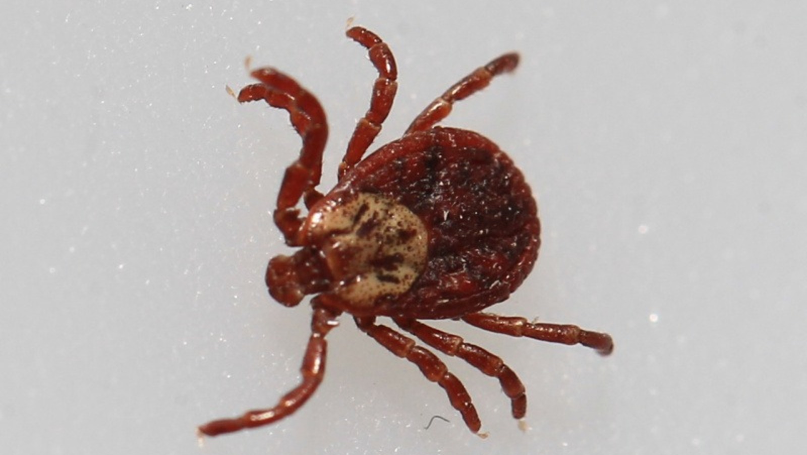 Олега Яровикова.