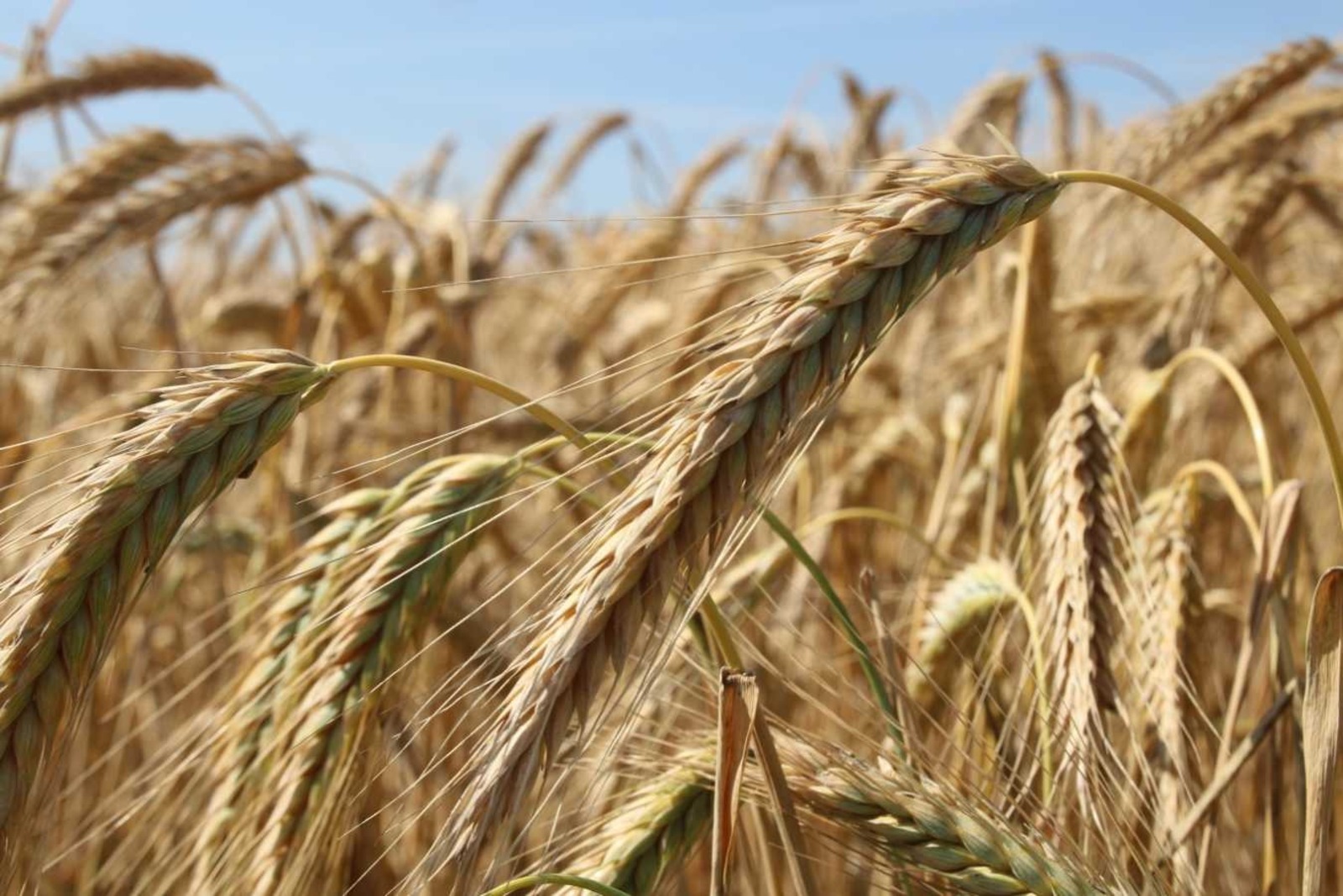 ИА «Башинформ».