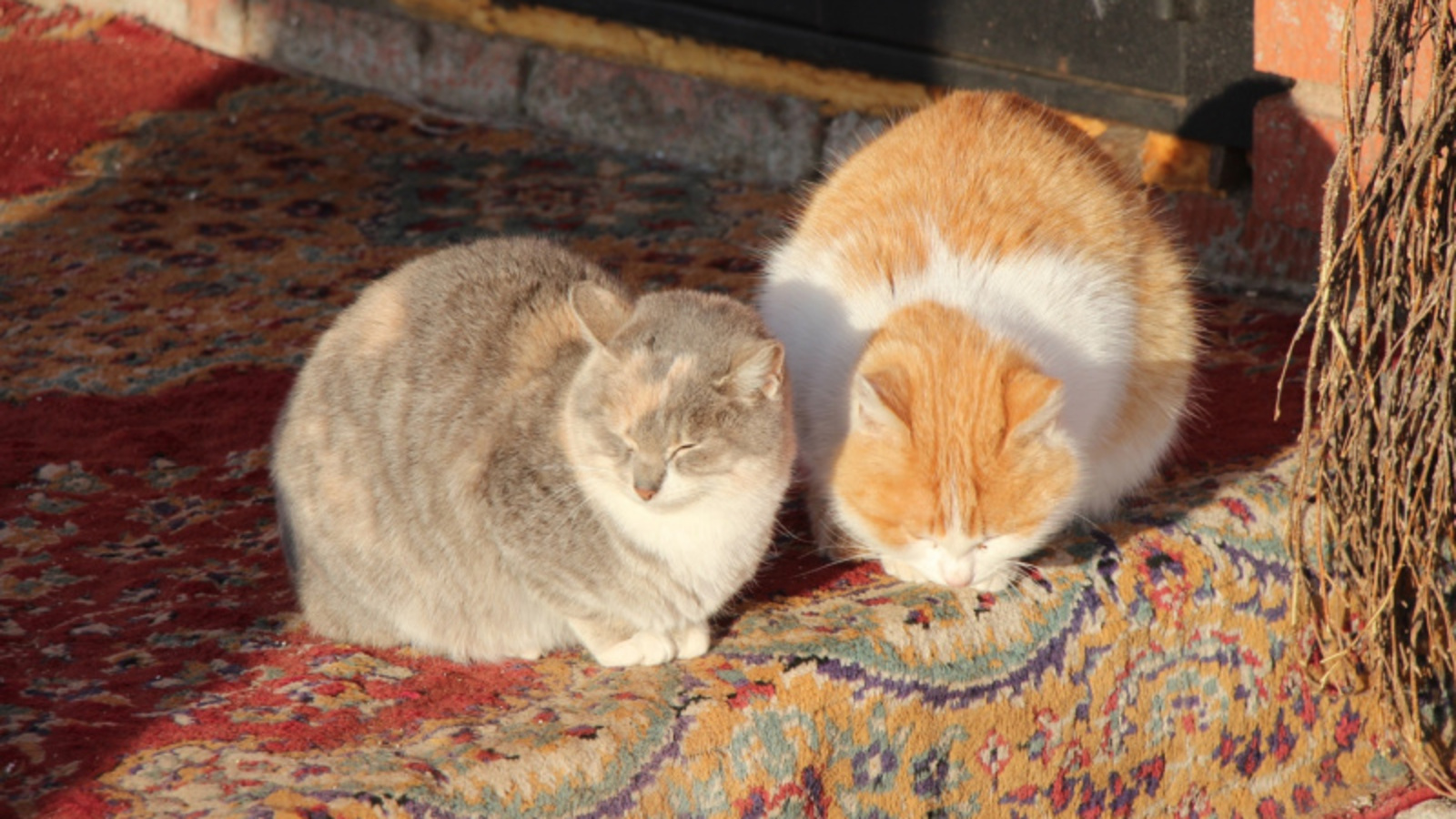 Фото автора.