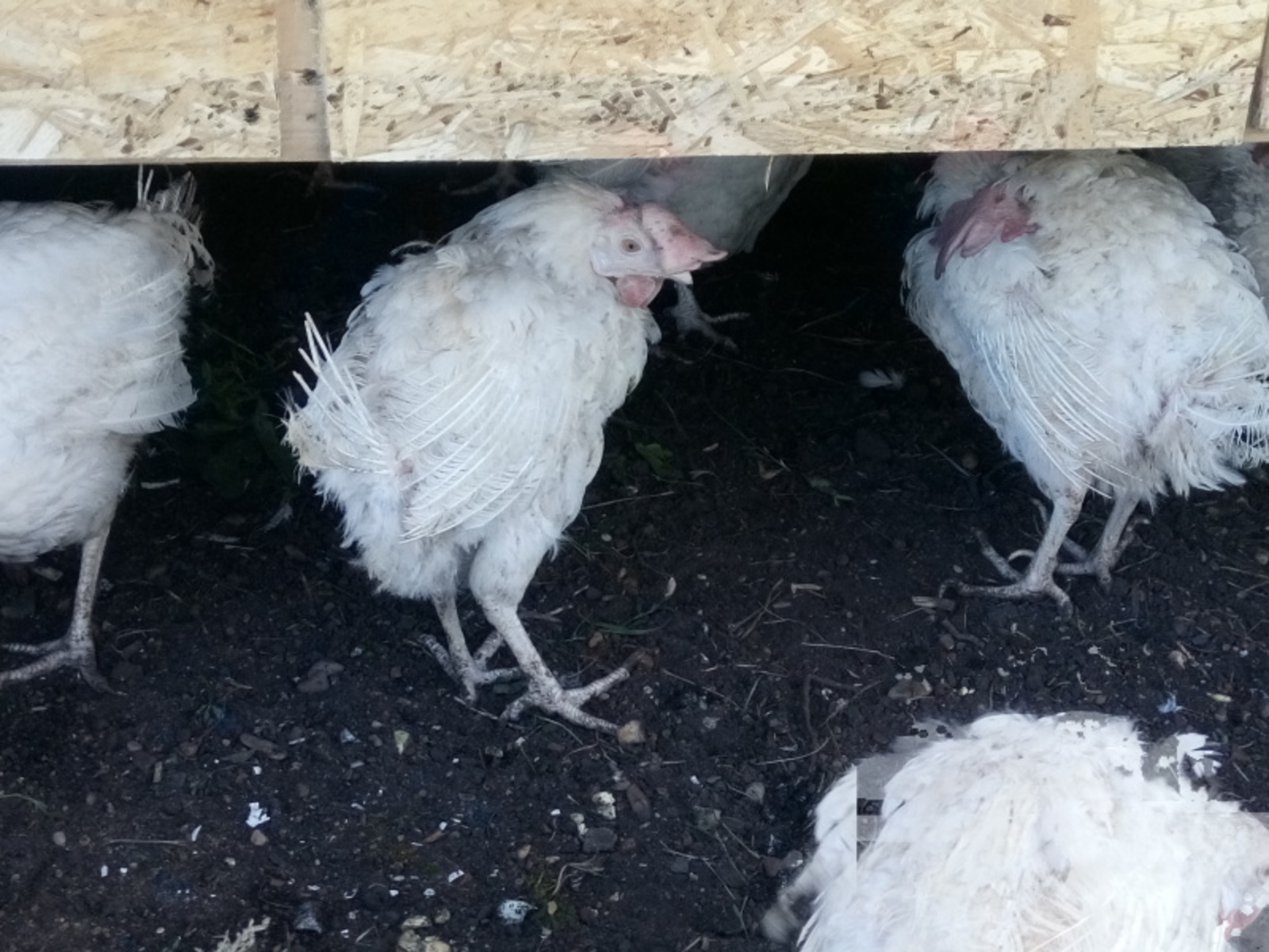 Фото Васили Саитовой.