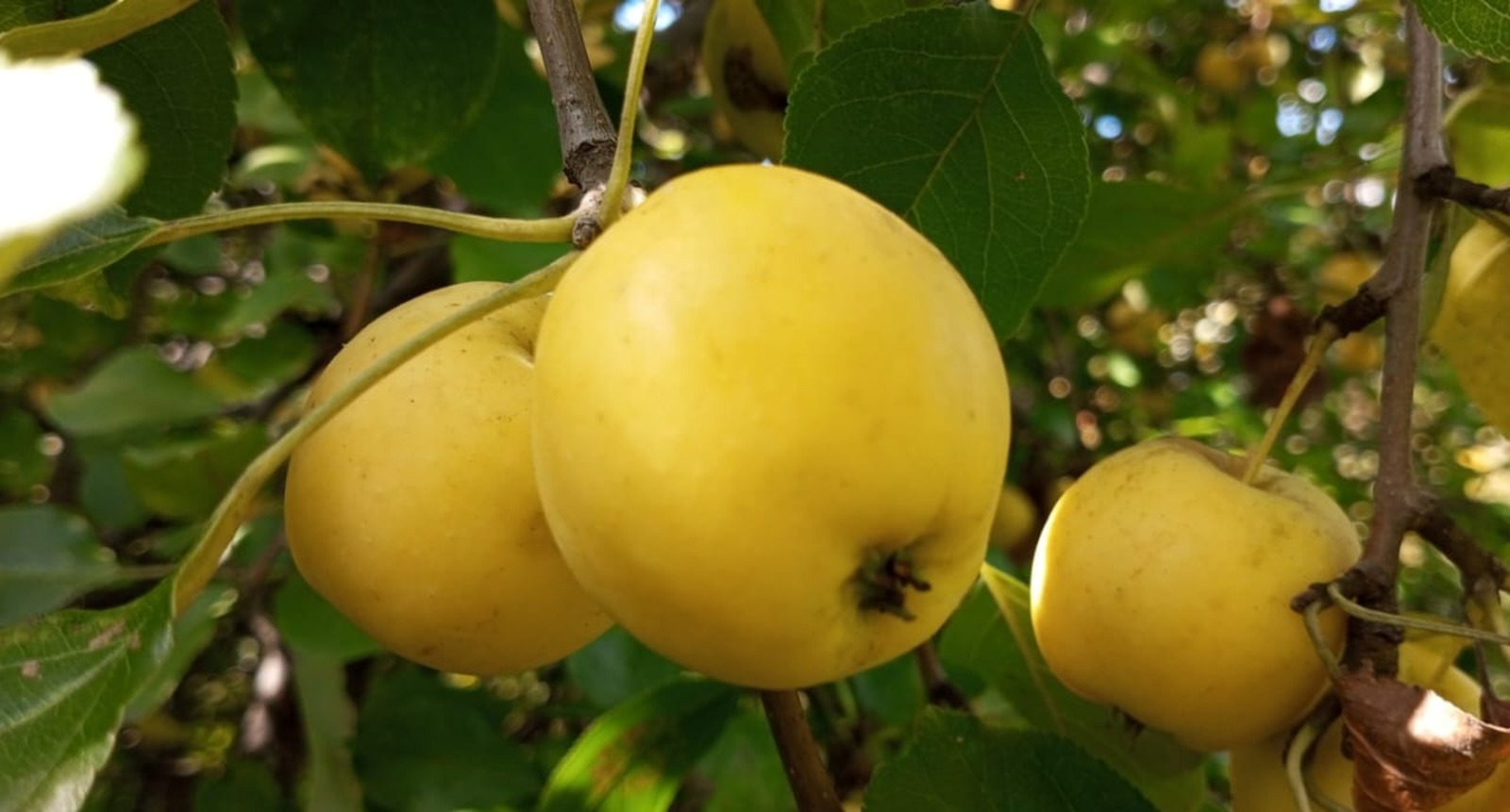 Евгении Сюткиной.