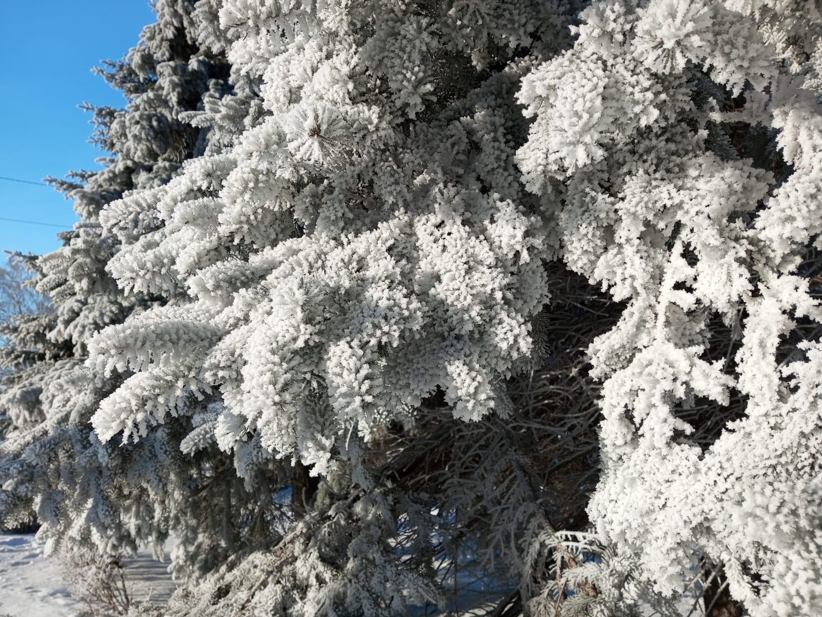 Евгении Сюткиной.