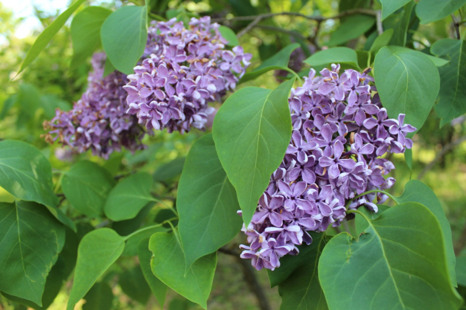 Фото автора.