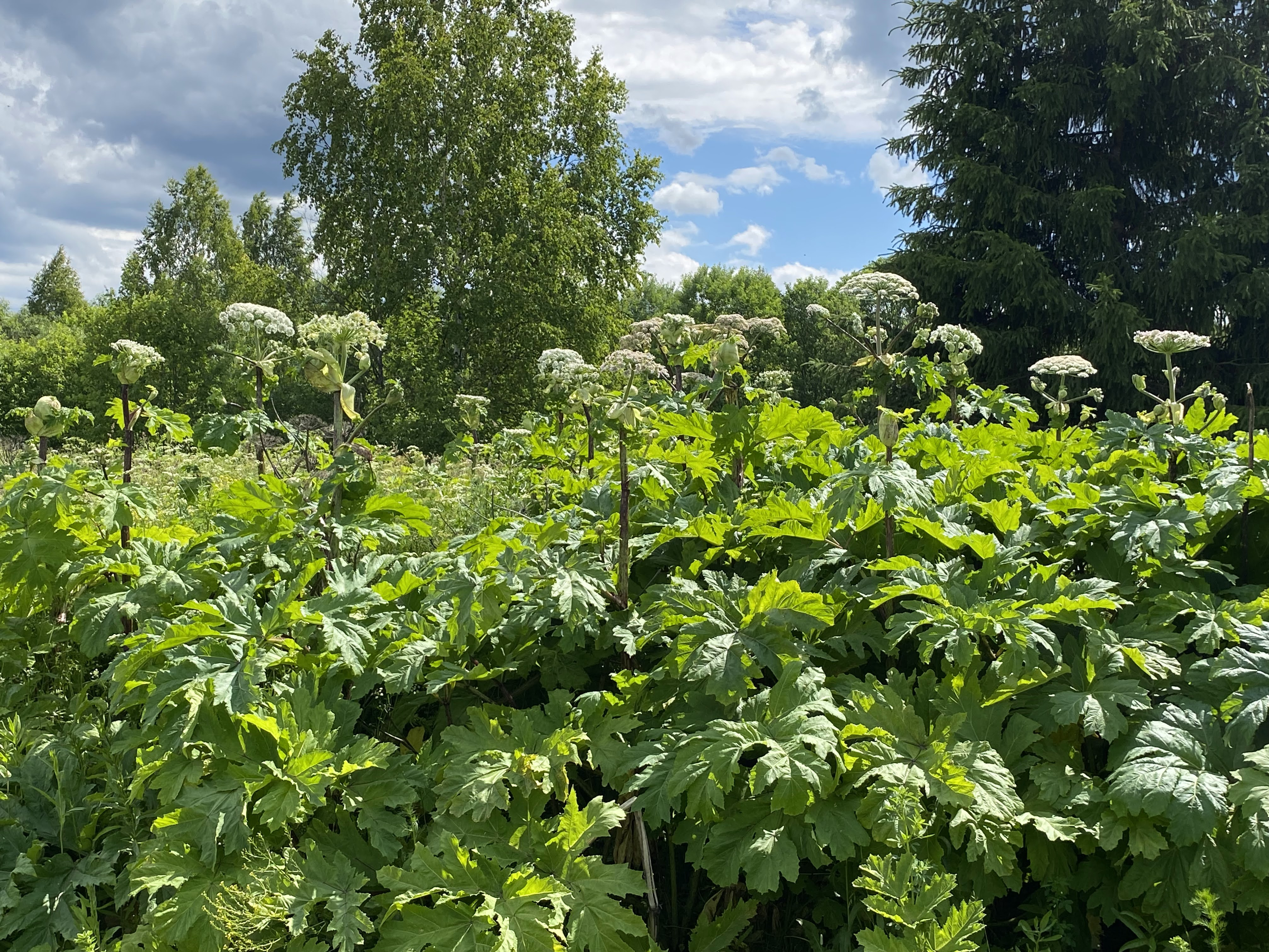 Елены Колоколовой.