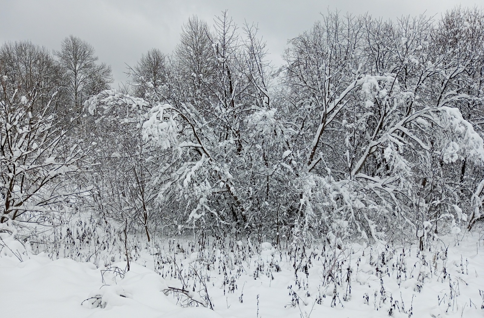 Евгении Сюткиной. "Общественная электронная газета".