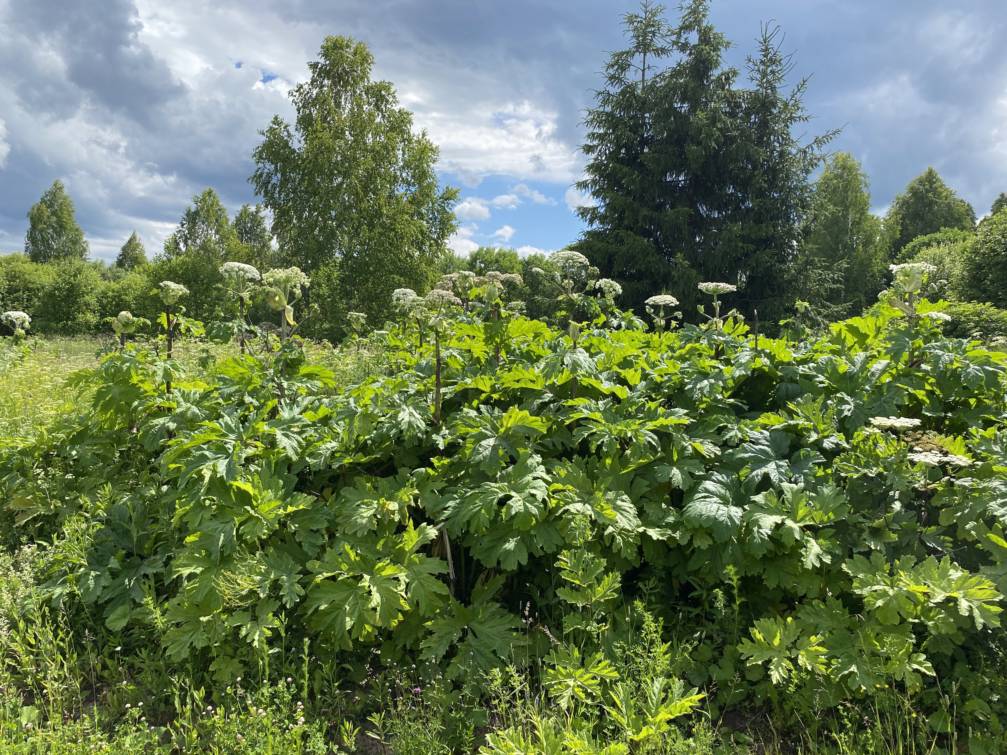 Елены Колоколовой.