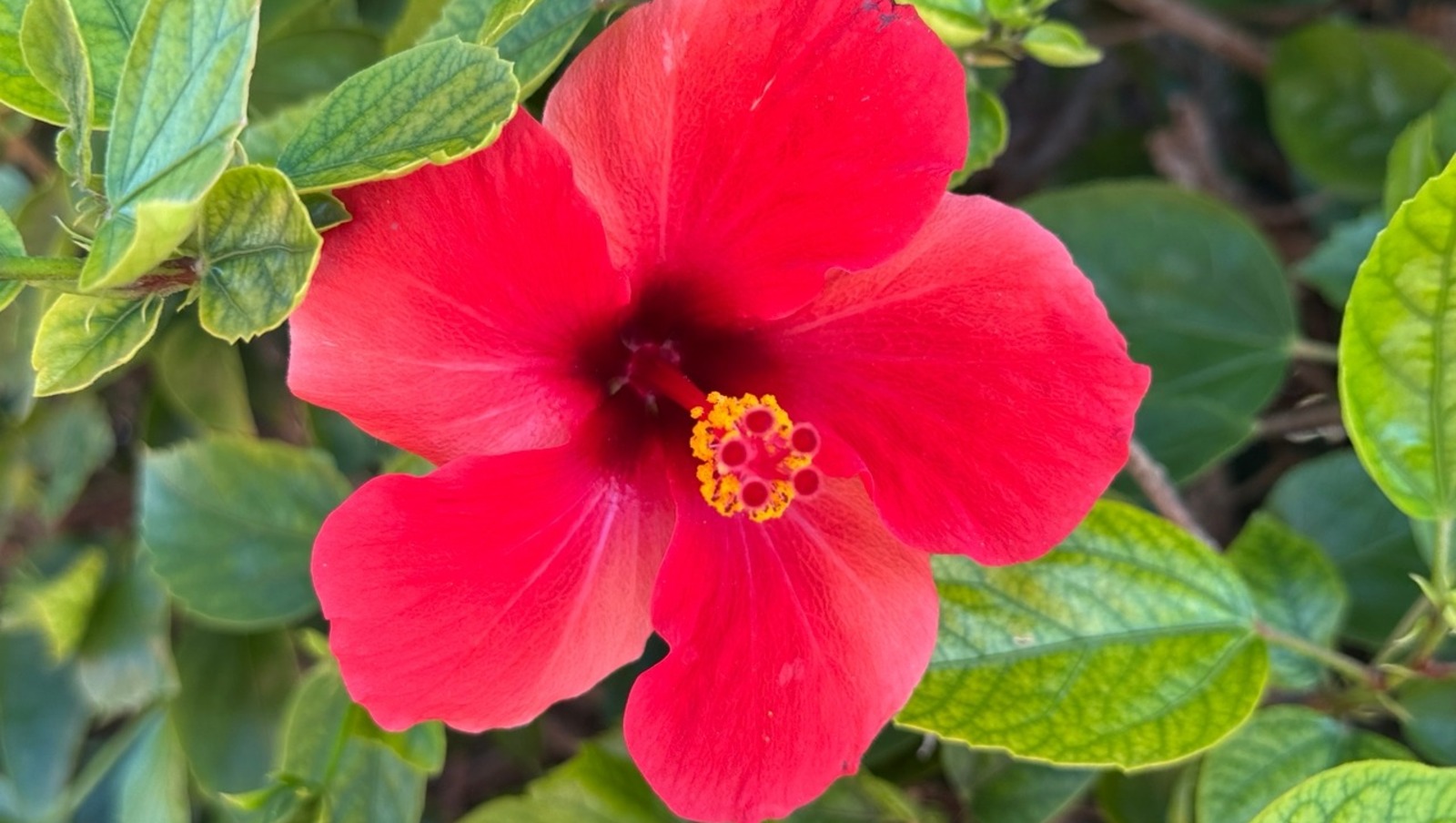 Елены Колоколовой. «Общественная электронная газета».