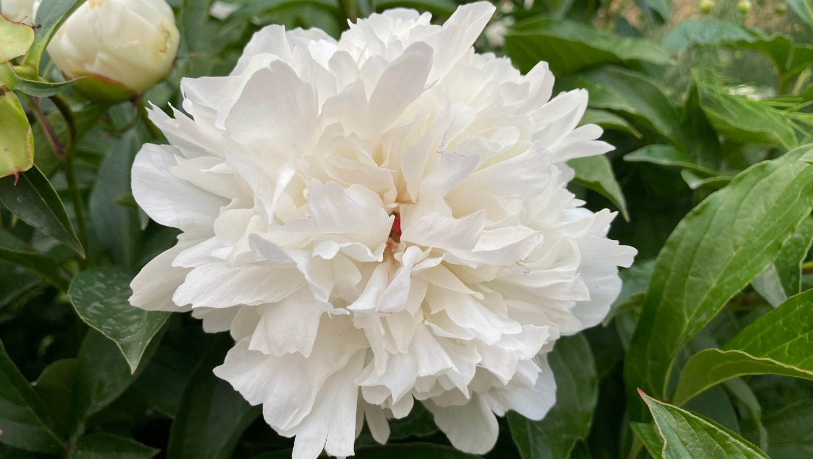 Елены Колоколовой.