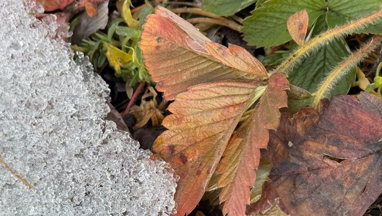 Елены Колоколовой. "Общественная электронная газета".