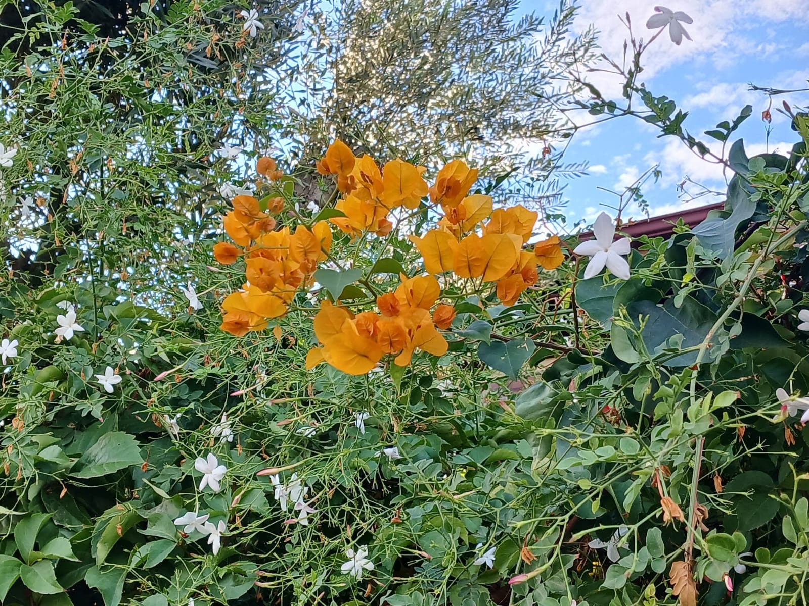 Васили Саитовой. «Общественная электронная газета».