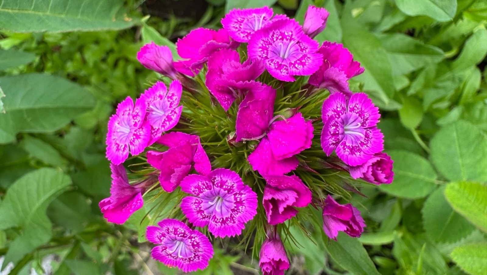 Елены Колоколовой.