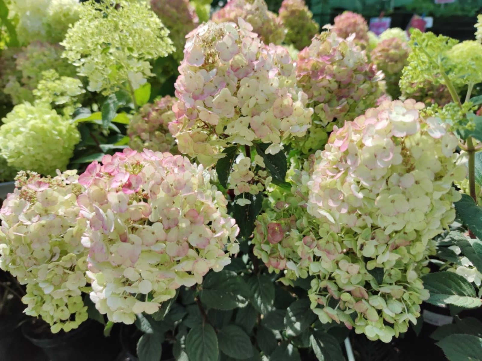 Дарьи Святохиной.