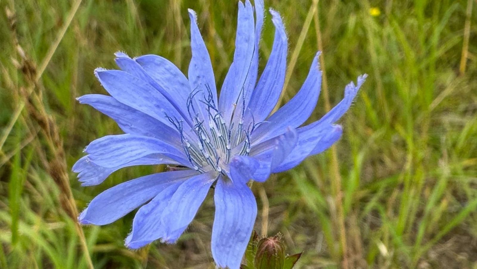 Елены Колоколовой.