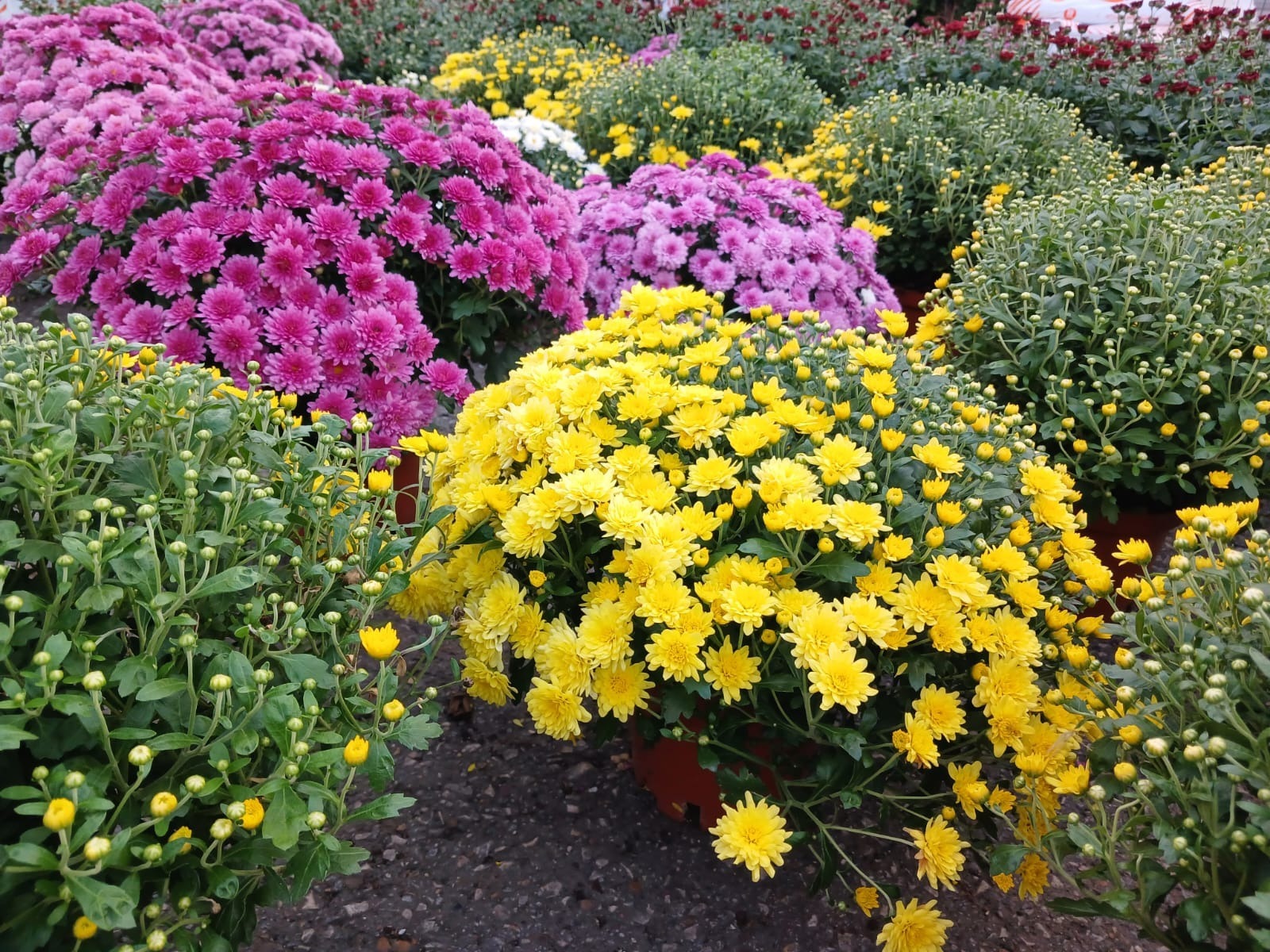 Васили Саитовой.