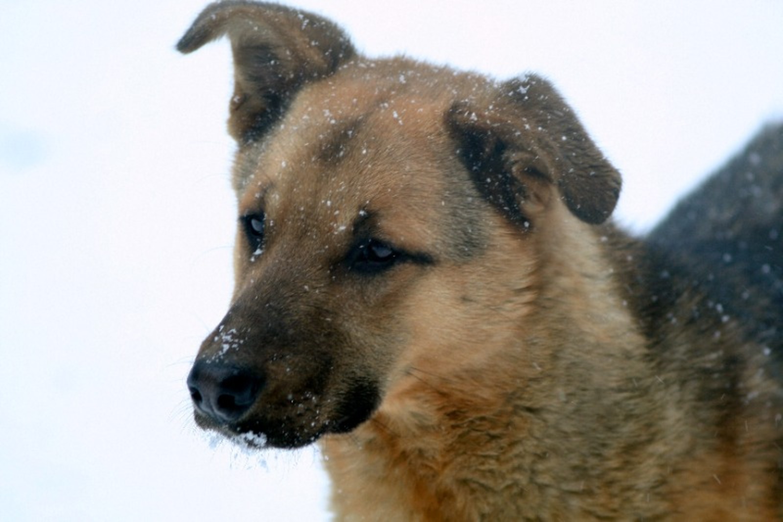 Евгения Соколова.