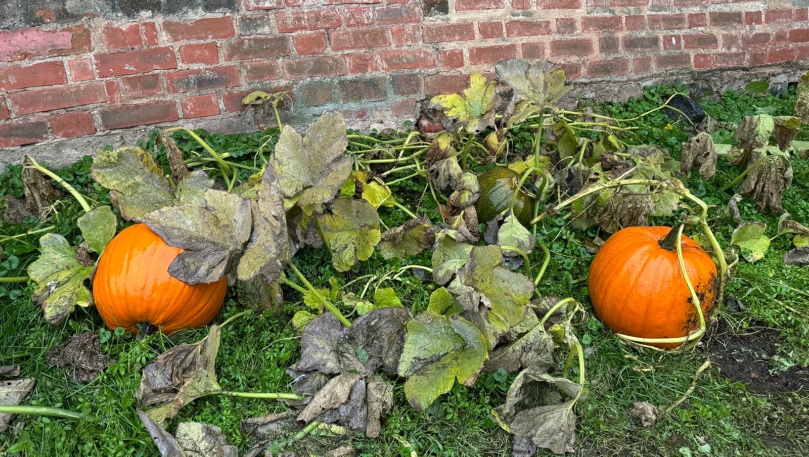 Елены Колоколовой.