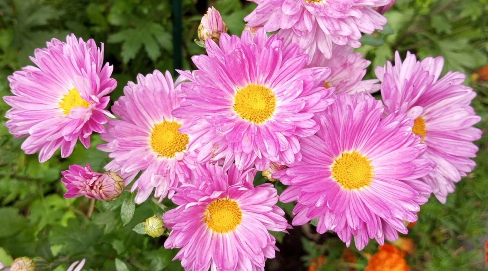 Евгении Сюткиной.