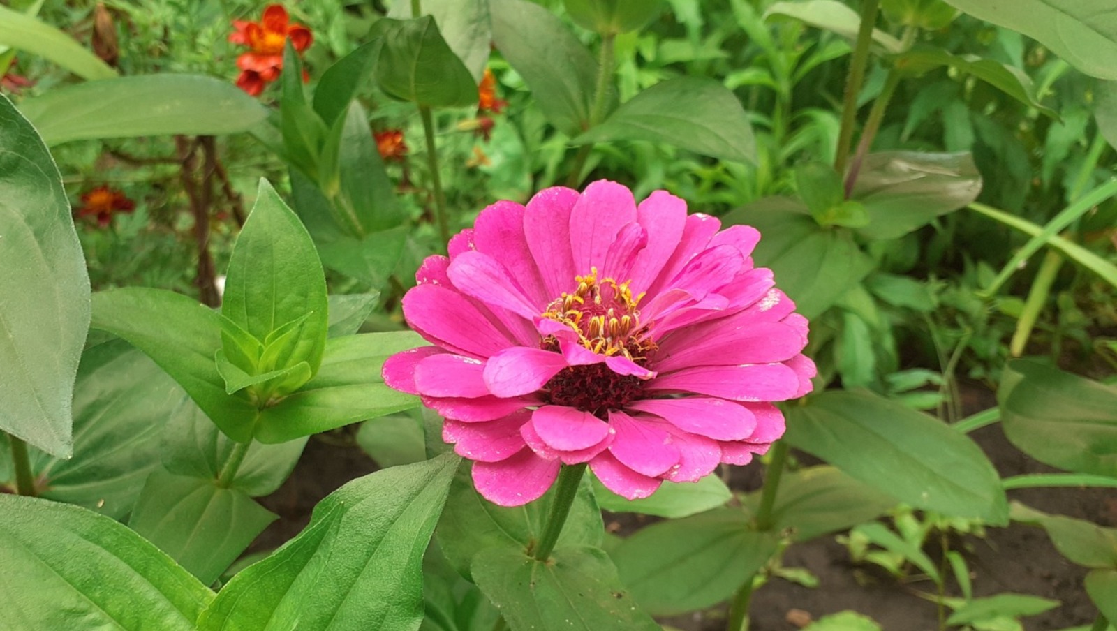 Владимира Шакиева.