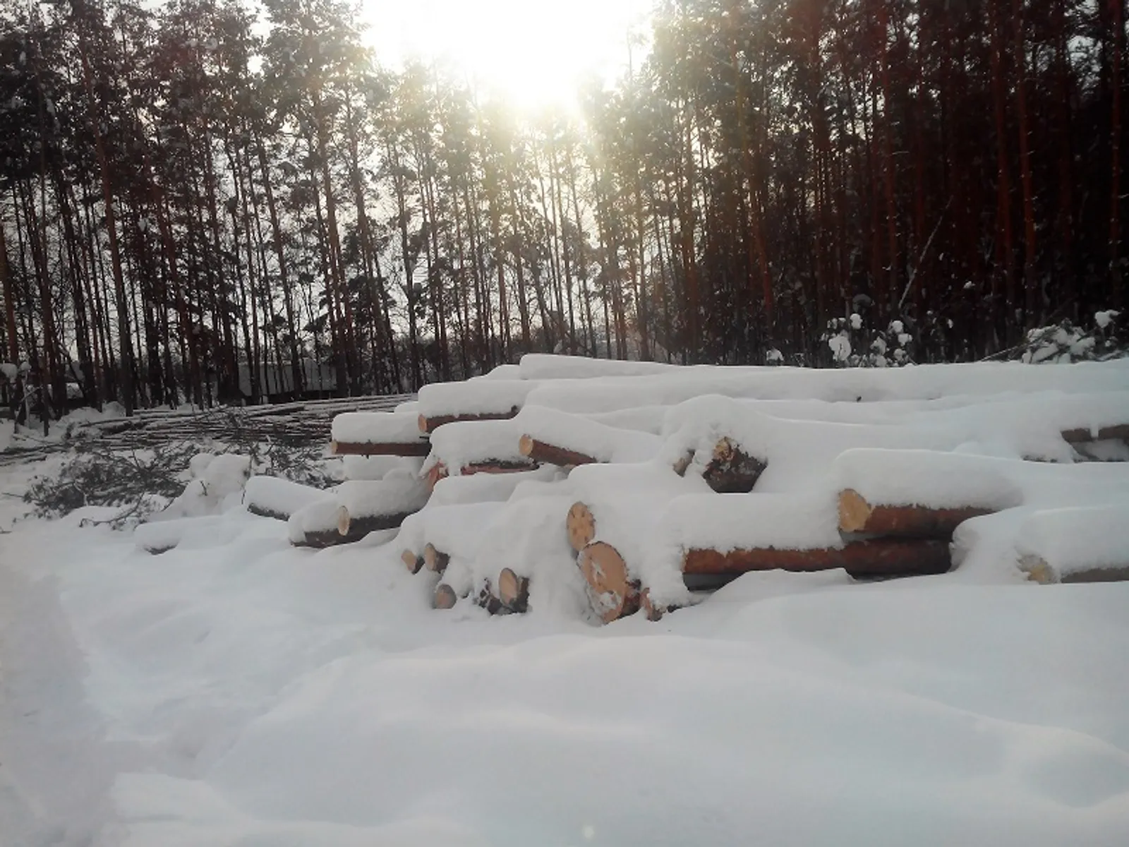 Фото предоставлено Анной Орловой.