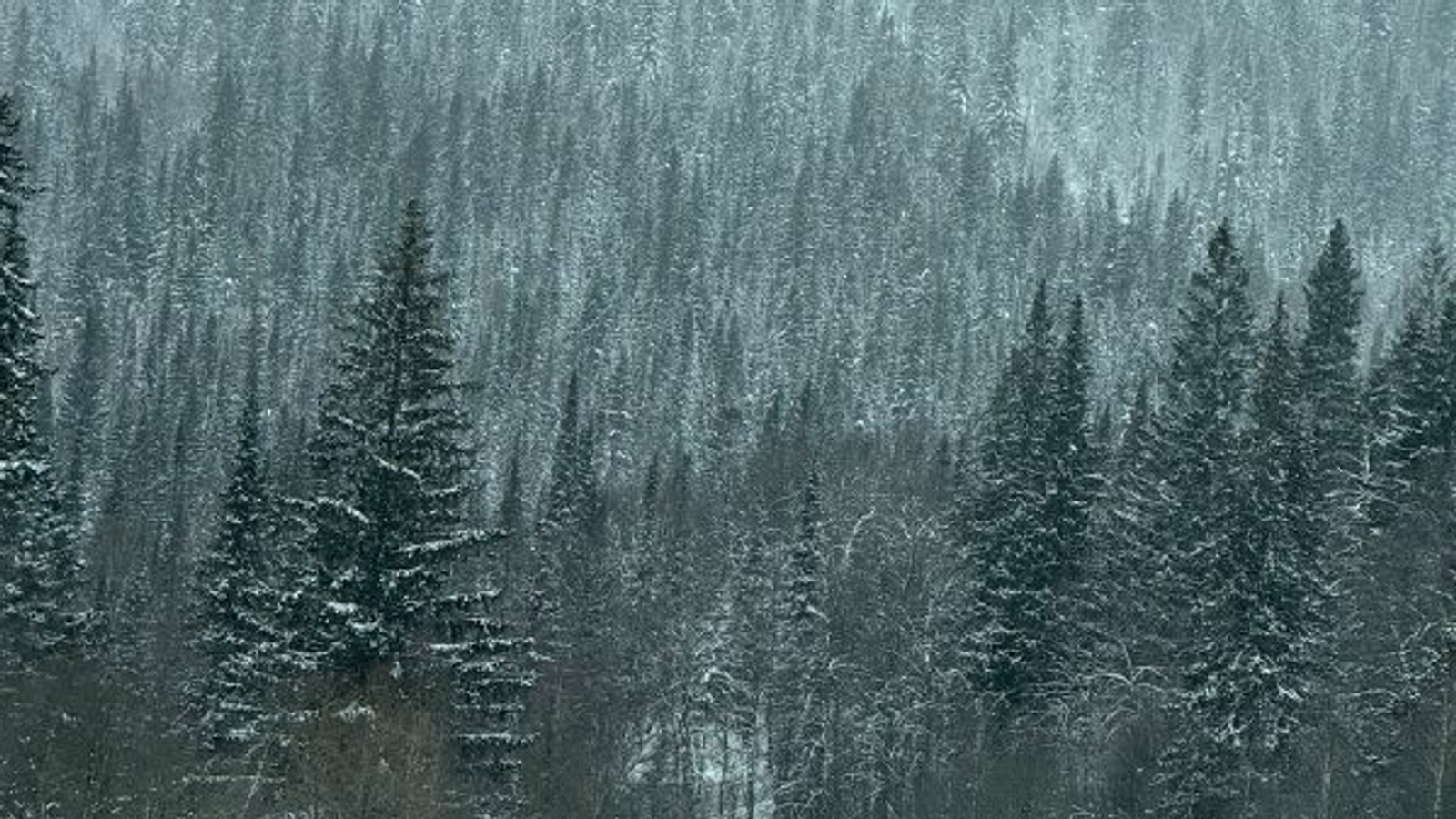 Елены Колоколовой.  «Общественная электронная газета».