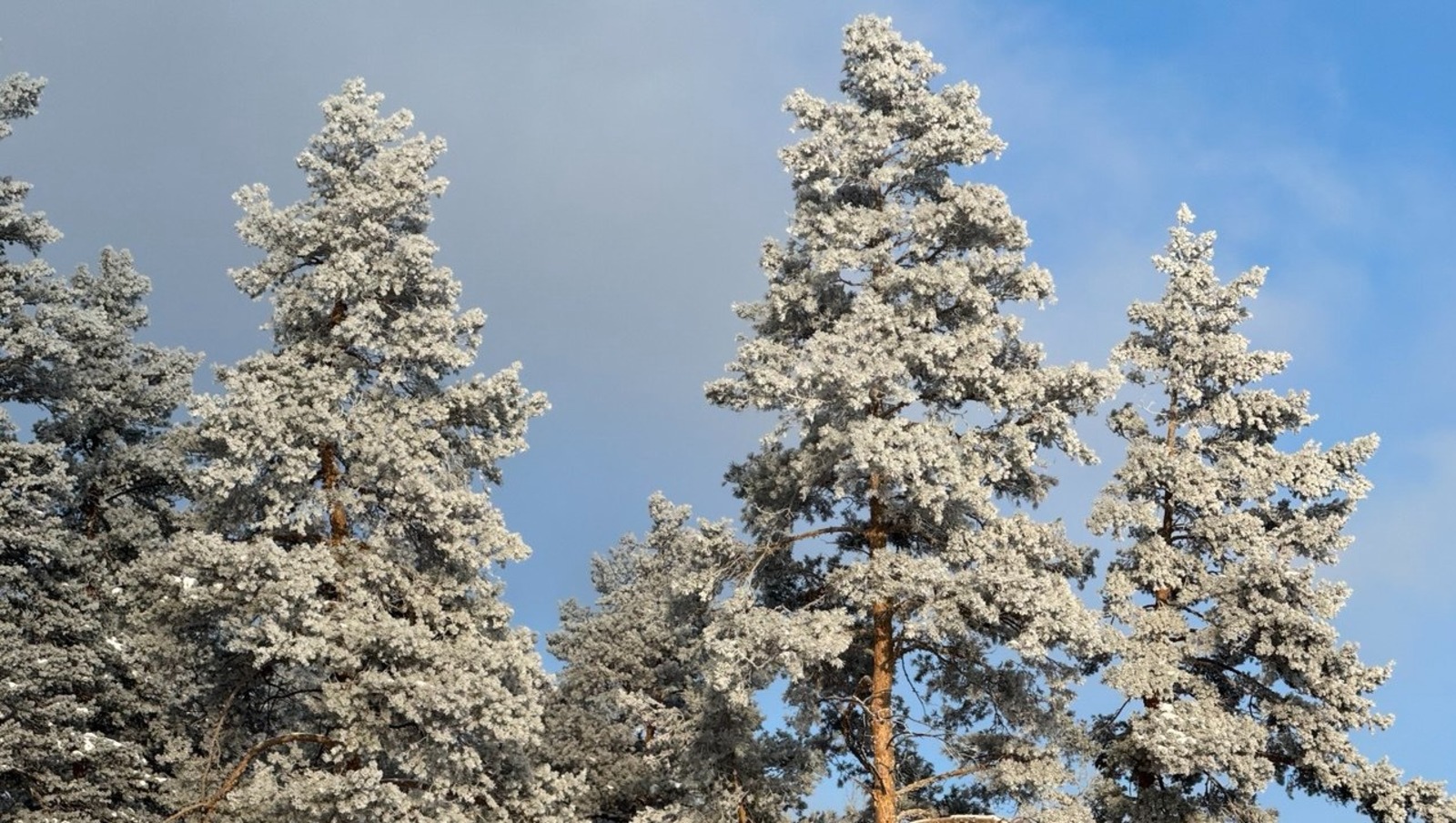 Елены Колоколовой.  «Общественная электронная газета».