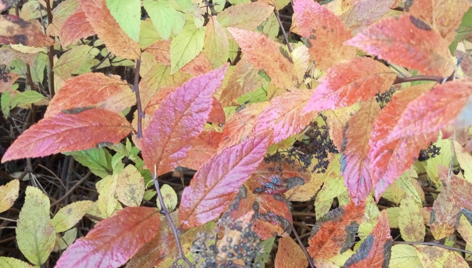 Евгении Сюткиной. "Общественная электронная газета".