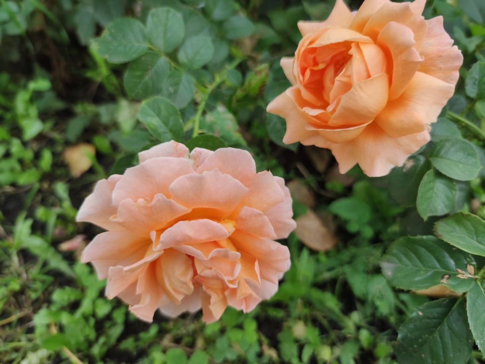 Дарьи Святохиной.