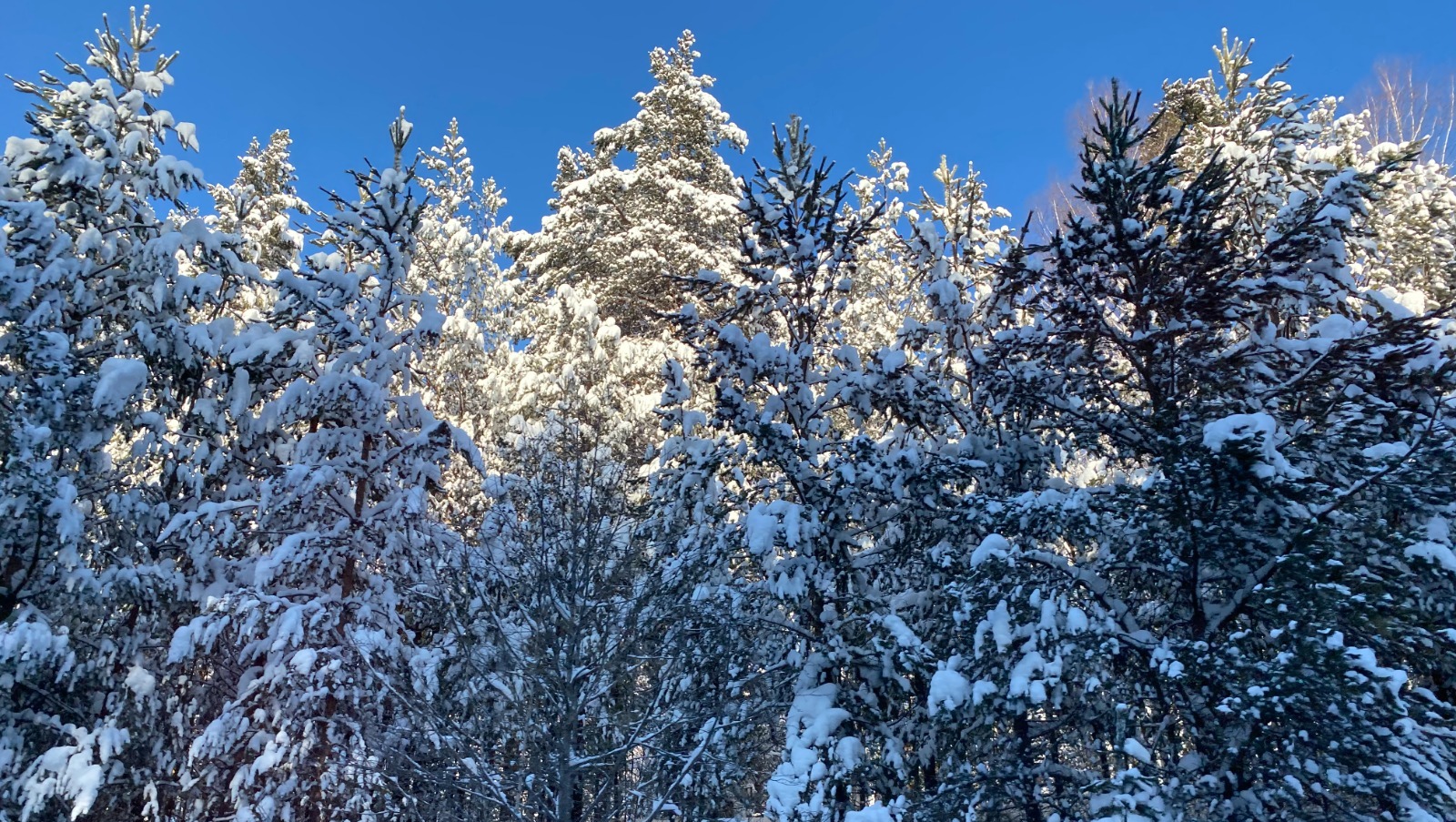 Елены Колоколовой.