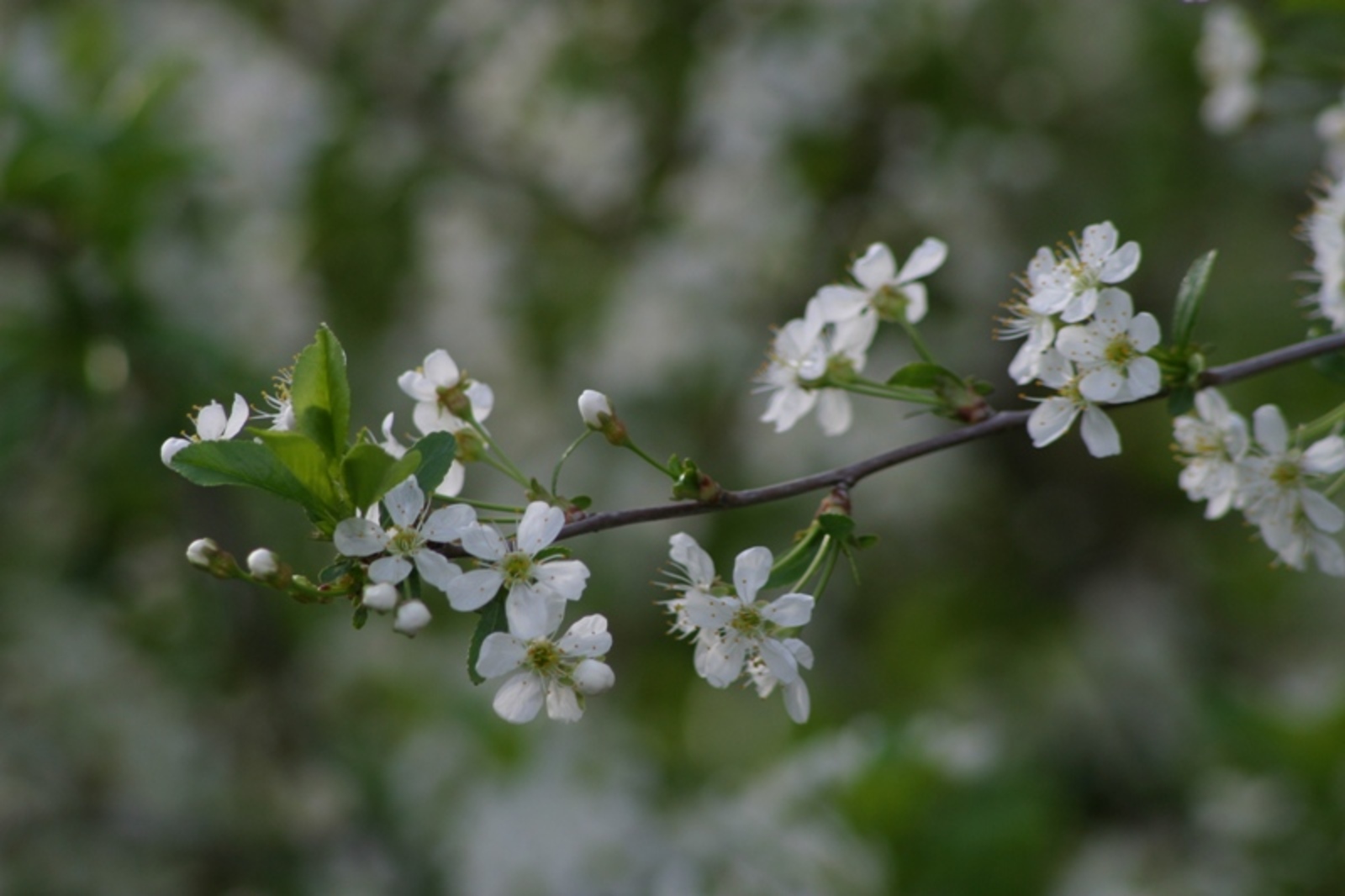 Фото автора и Андрея Старостина.
