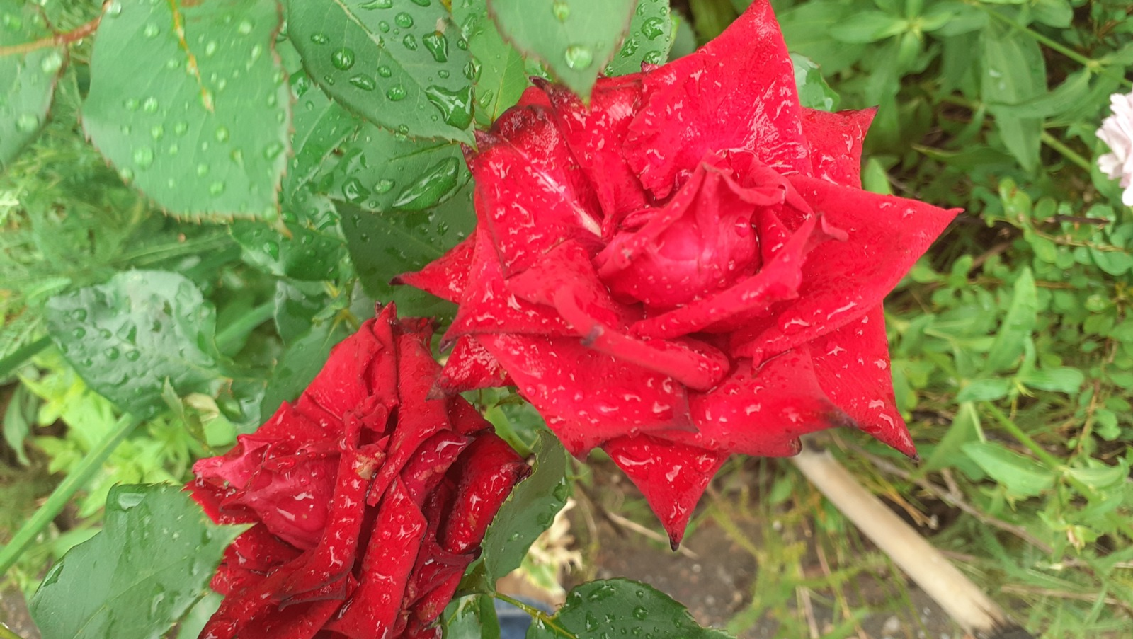 Владимира Шакиева.